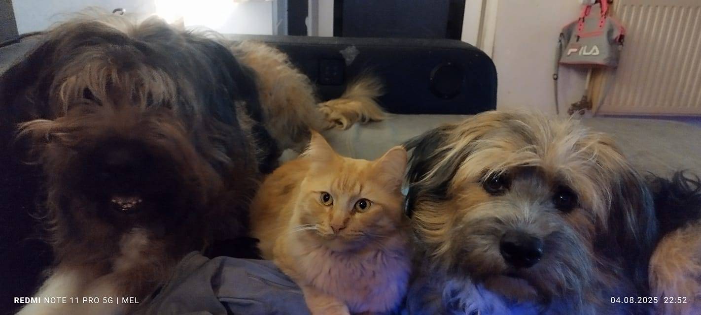 Kater Carlo sitzt mit zwei Hunden auf der Couch von Mel.