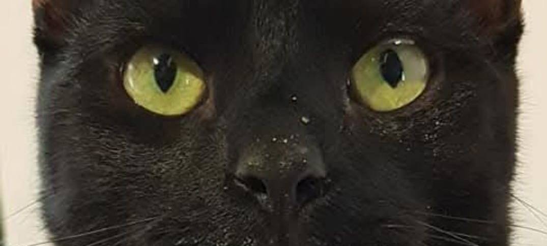 Kater Chico guckt ertappt in die Kamera von Michi.