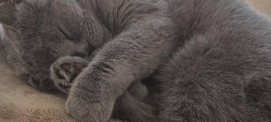 Katze Schläft eingerollt von Heike.