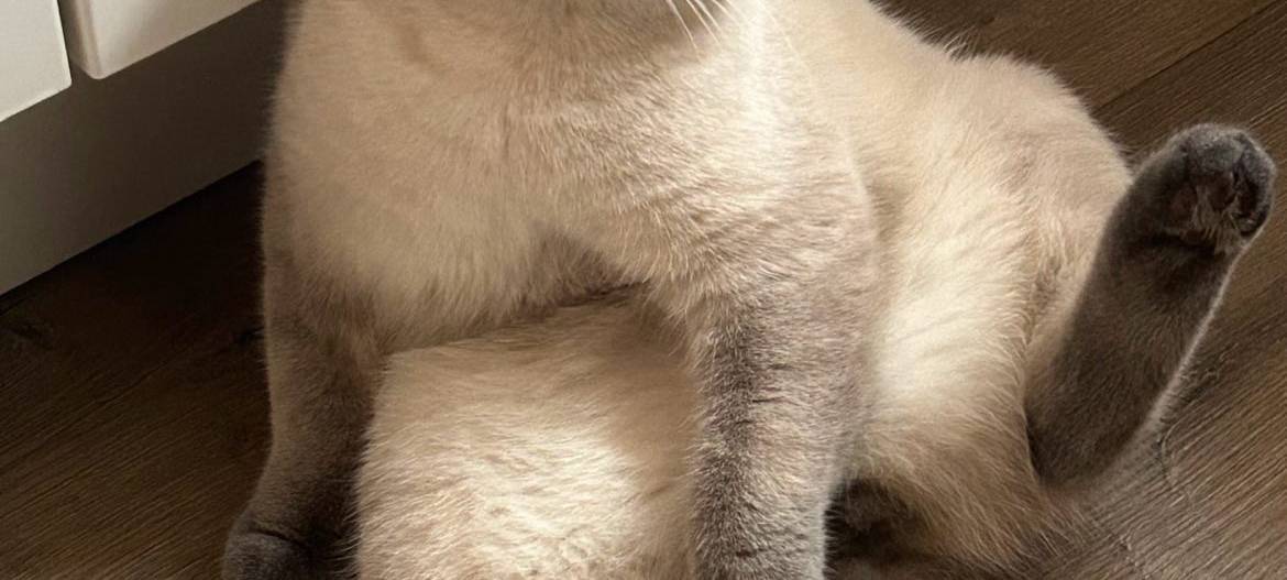 Katze Sitzt lustig von Sandra.