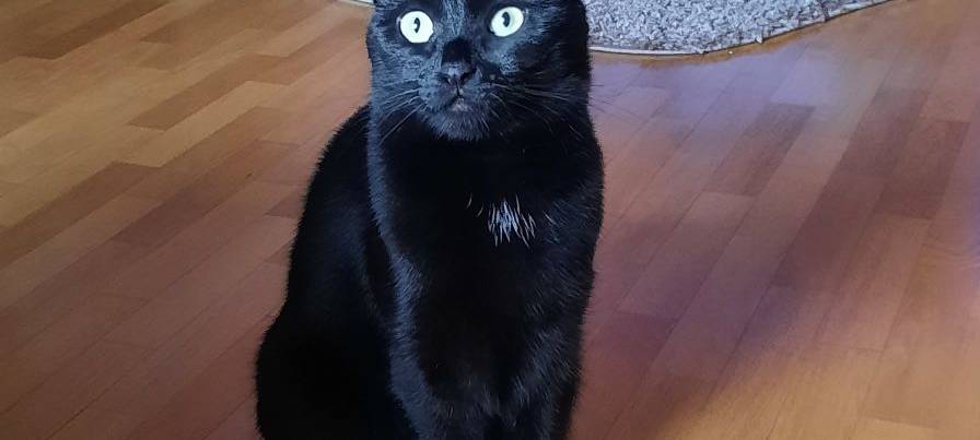 Katze Emma sitzt mitten im Raum von Andrea.