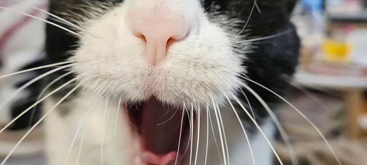 Katze Gähnt süß von Angie.