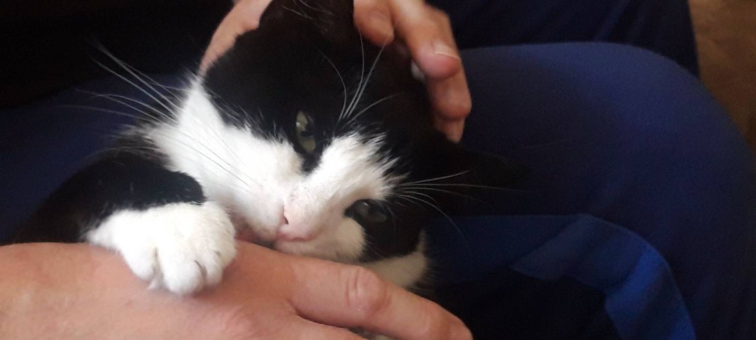 Katze Felina genießt es gestreichelt zu werden von Andrea.