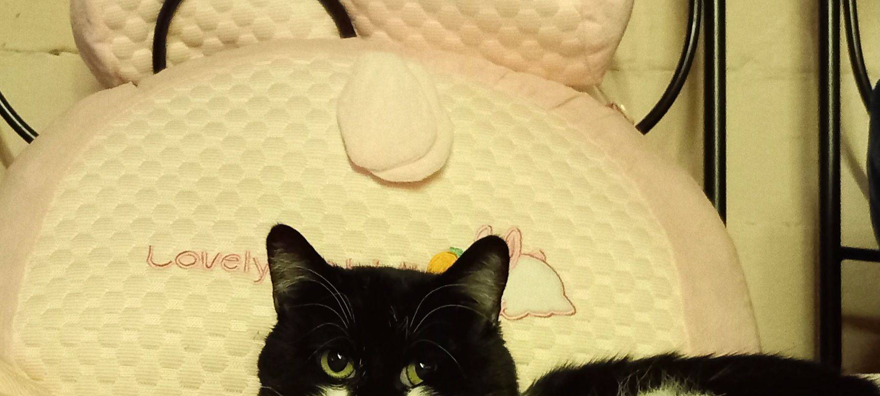 Katze Garfield guckt genervt in die Kamera von Mick.