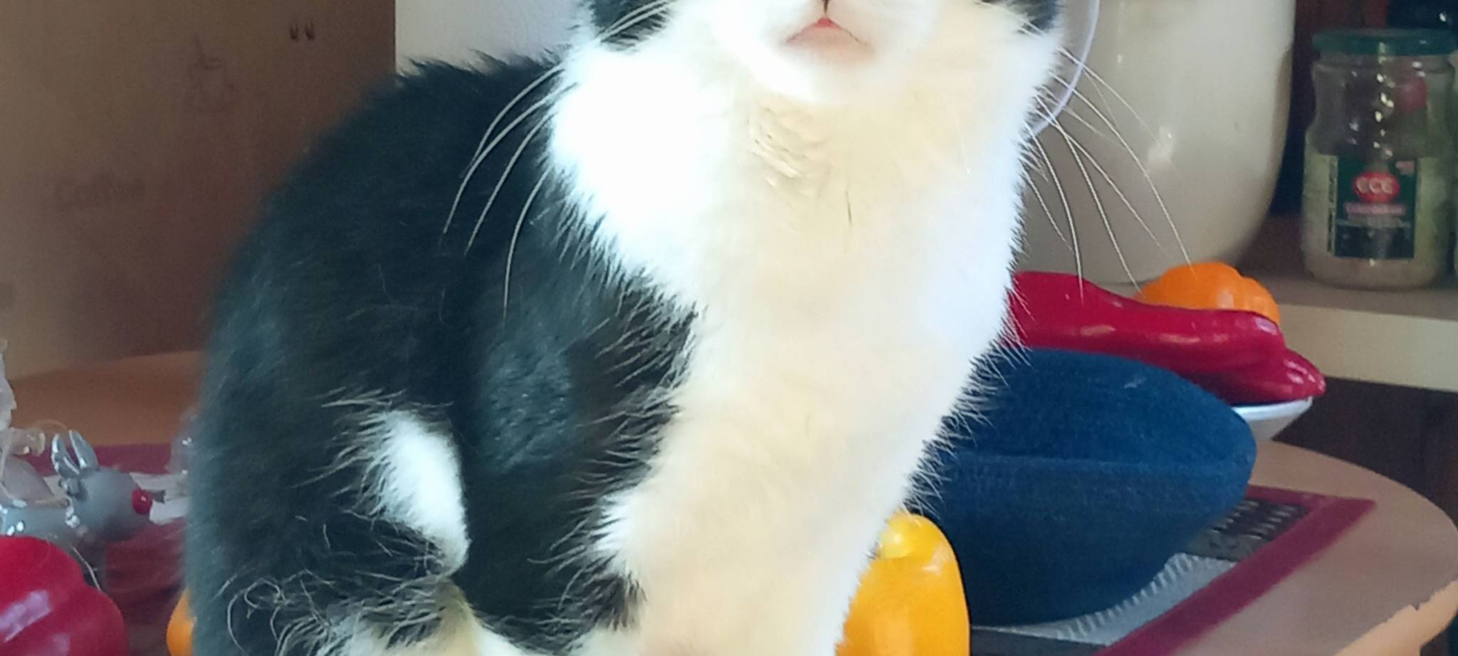 Katze Garfield guckt ertappt in die Kamera von Mick.