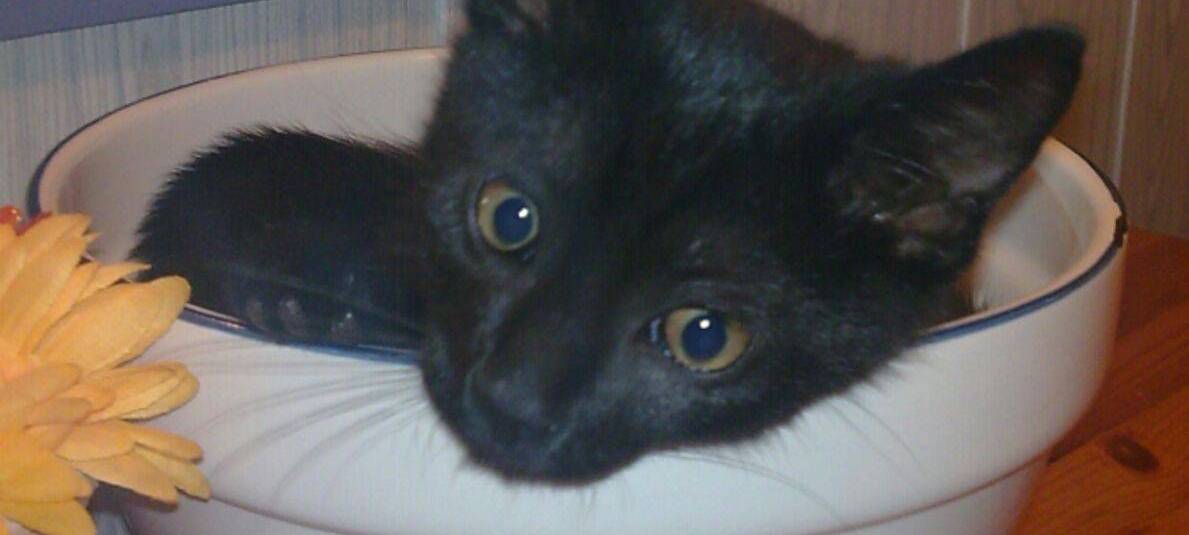 Kater Gironimo sitzt in einer Schüssel von Sabine.