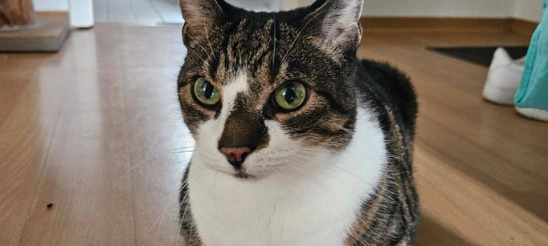 Kater Hulky liegt in einem Hausschuh von Martin.