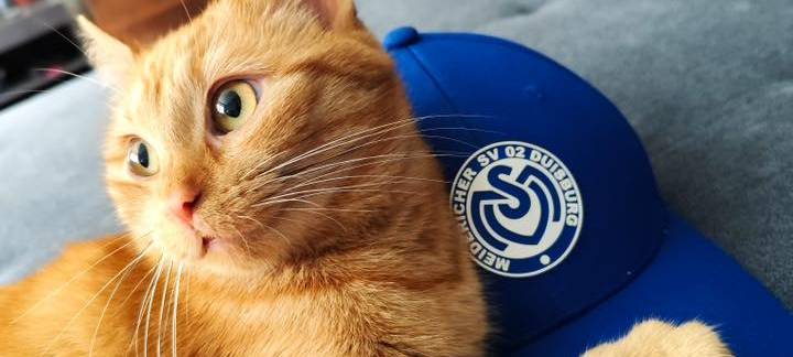 Katze sitzt auf der Couch und beschützt eine Baseball Kappe von Saskia.