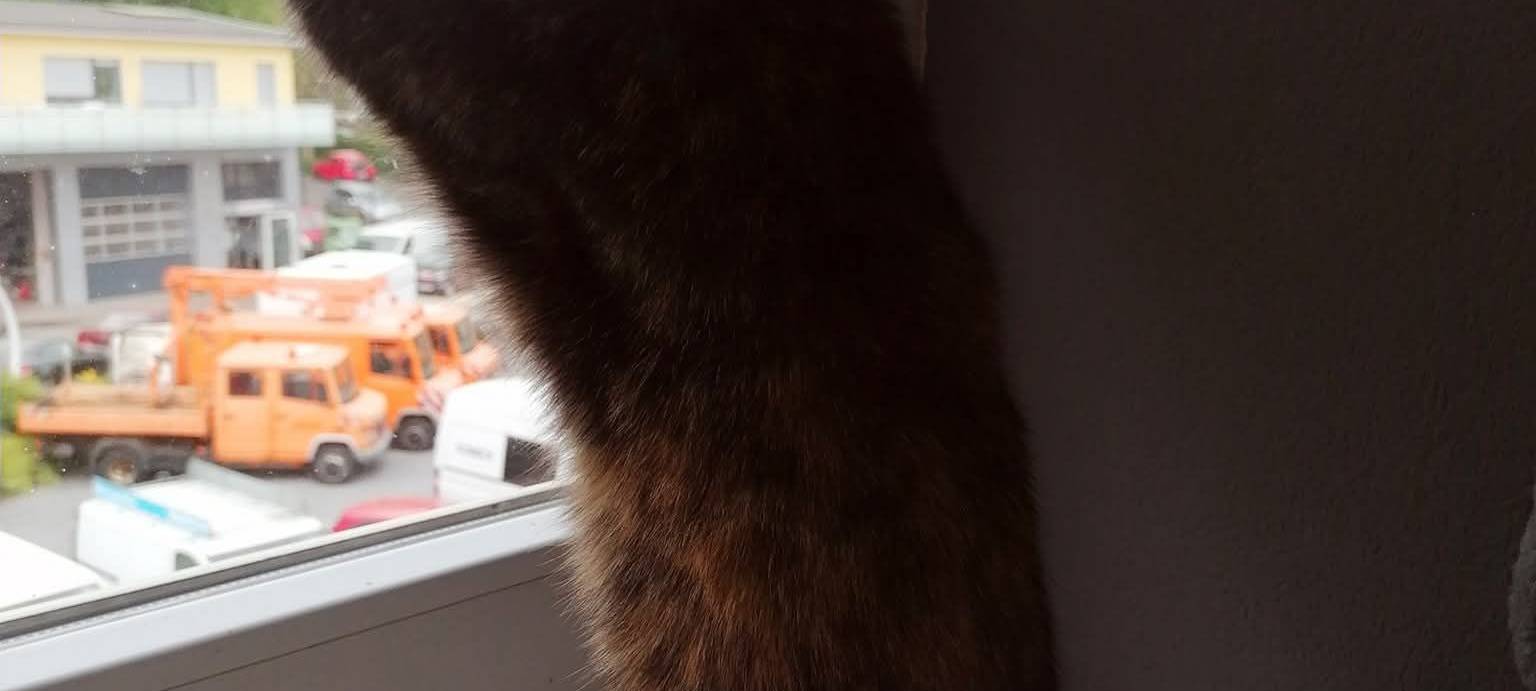 Katze Krümmel hält sich an der Gardine fest und guckt aus dem Fenster von Michelle.