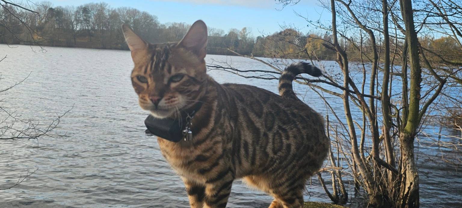 Kater Leopold steht auf einem Baumstamm von Claudia.