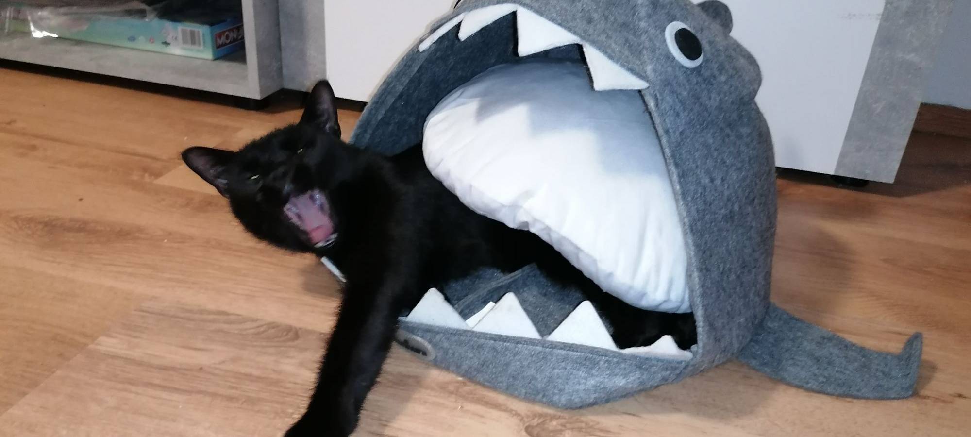 Katze guckt dramatisch aus einem Haiförmigen Katzenhäuschen von Michelle.