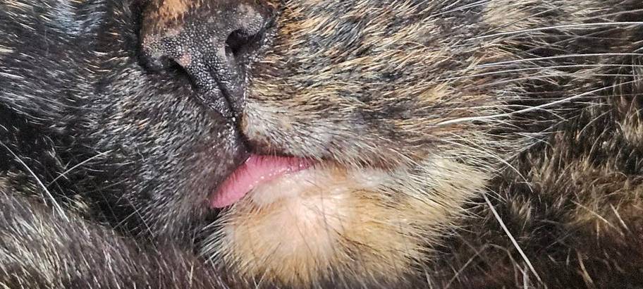 Latze Lucky schläft gemütlich von Samantha.