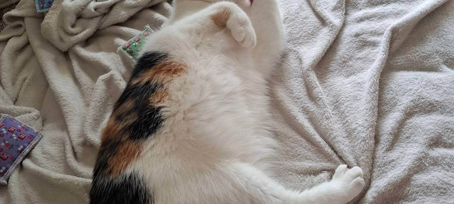 Katze Luna putzt sich auf dem Bett von Angelique.