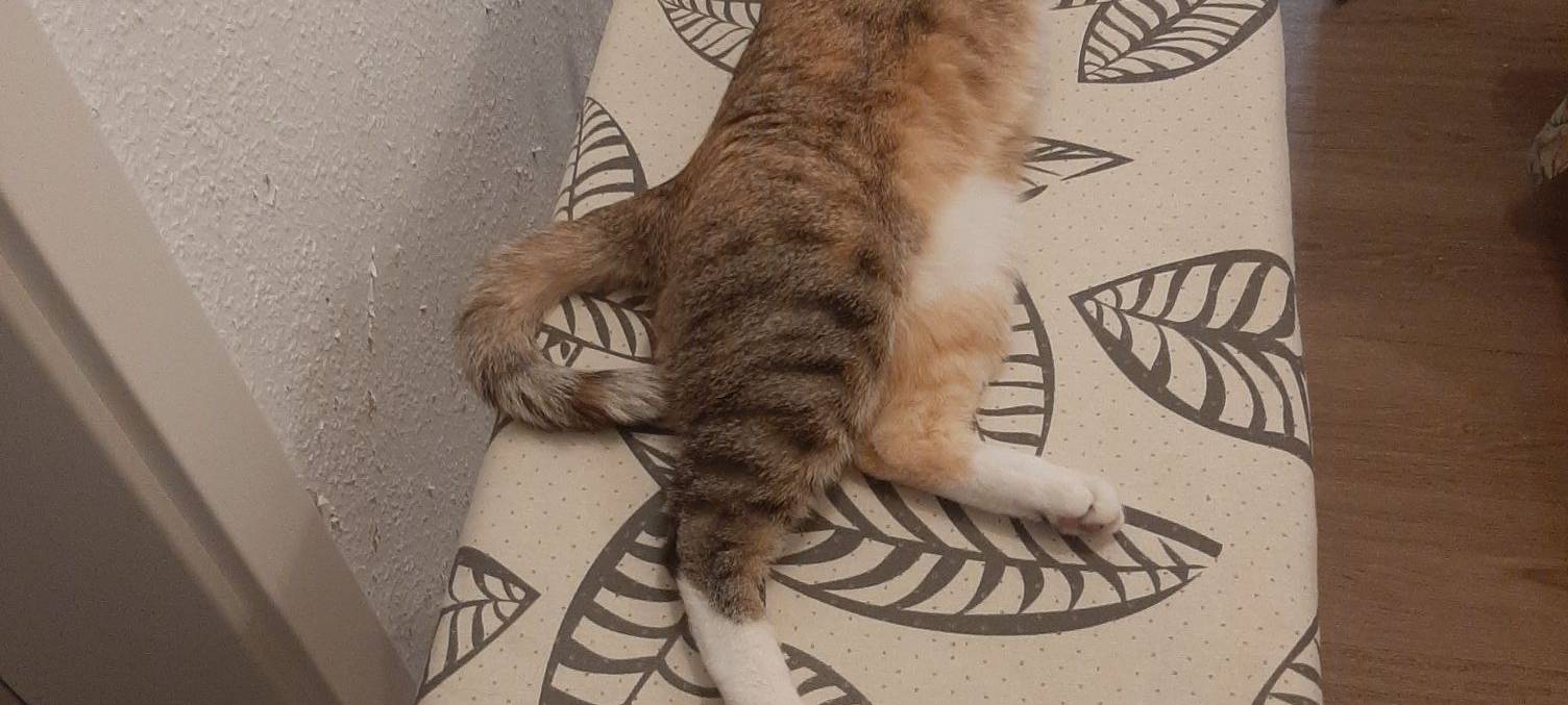 Katze Luna macht es sich auf dem Bügelbrett gemütlich von Emma.