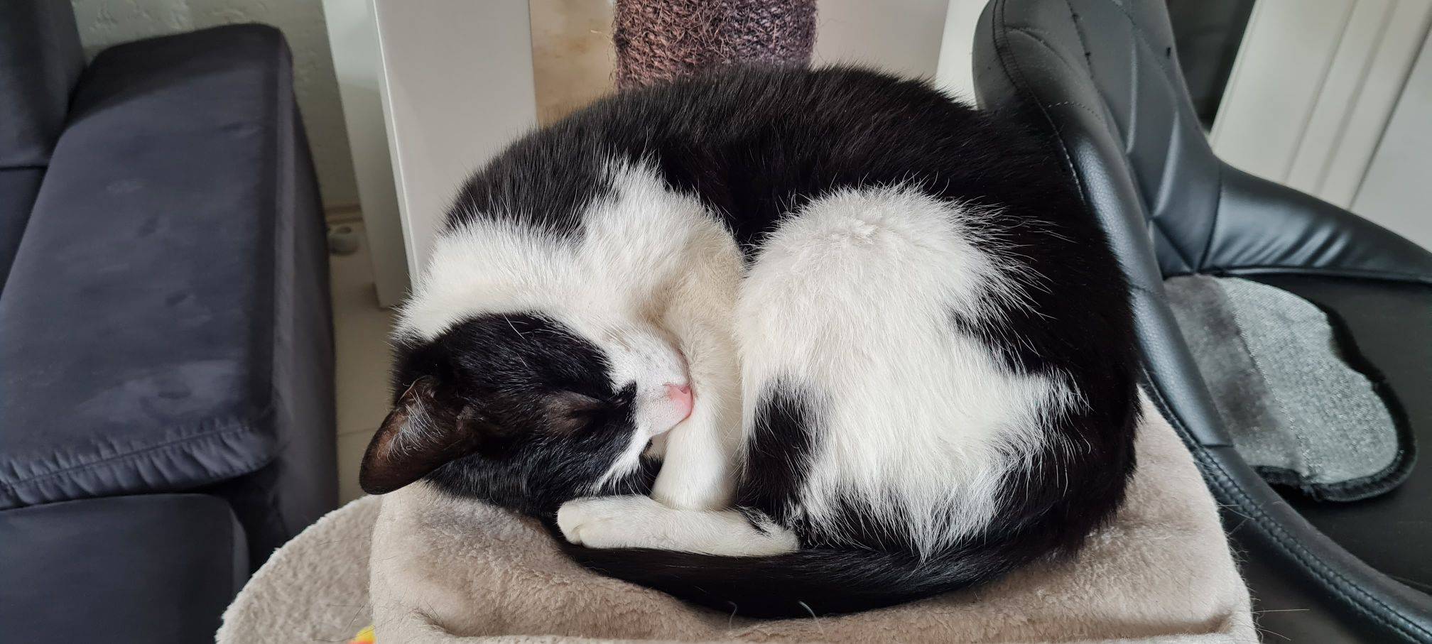 Katze Maja schläft zusammengerollt auf der Decke von Susanne.