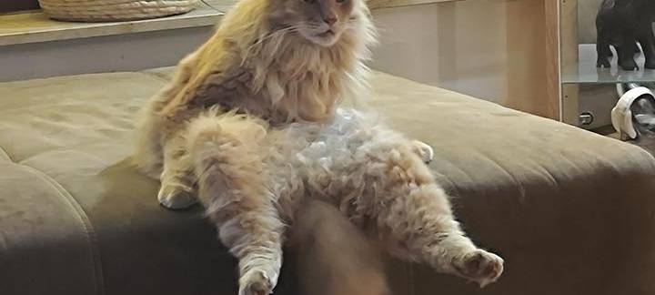 Kater Marvin Sitzt listig auf einem Bett von Anja.