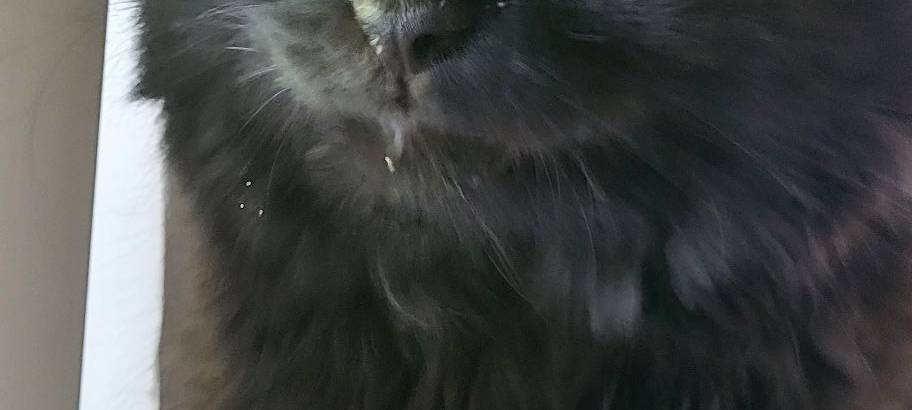 Kater Milow hat Milch auf dem Kopf von Sandra.