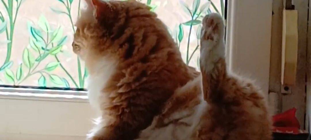 Katze Moppel macht sich sauber und guckt raus von Martina.