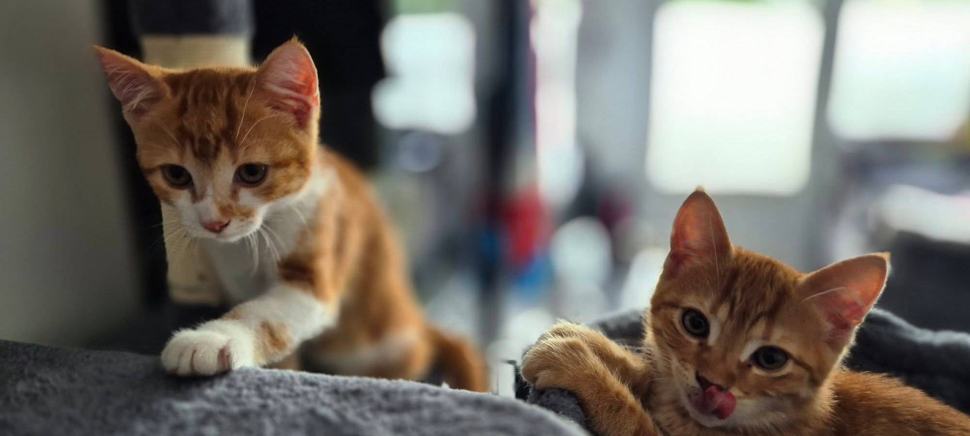 Die Katzen Nala und Tinka sitzen gemütlich auf der Couch und gucken in die Kamera von Janine.