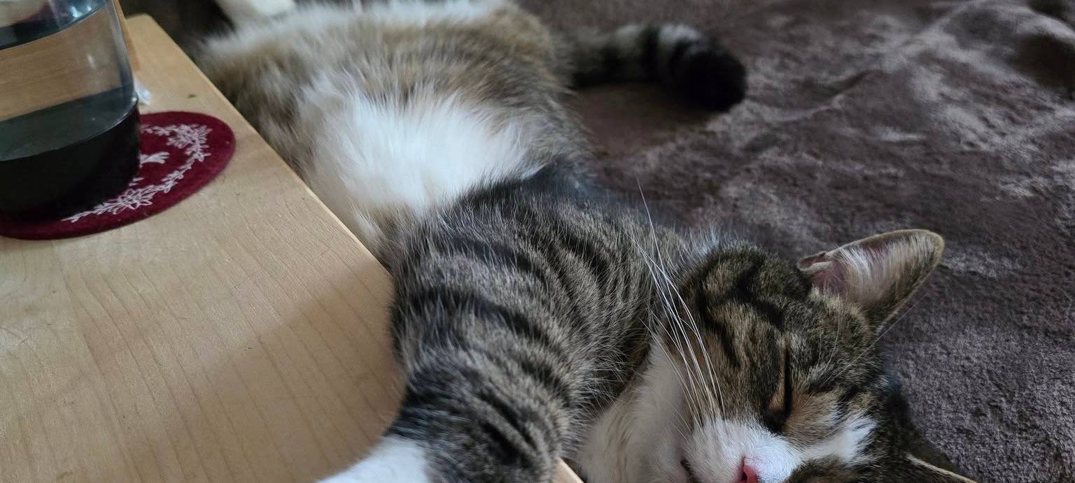 Kater Pepe macht sich beim Schlafen breit von Beate.