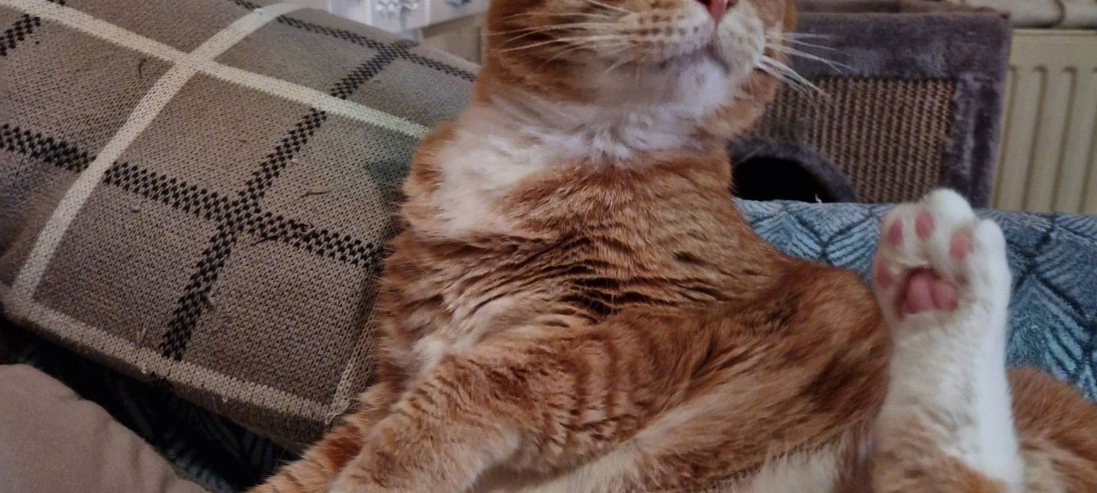 Katze Reggae sitzt breitbeinig von ann marie.