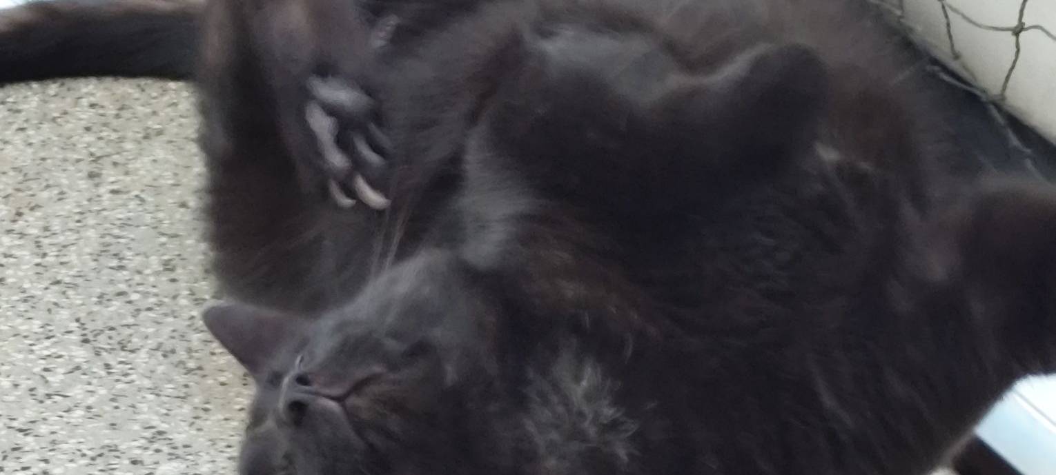 Katze Sammy kratzt sich hinterm Ohr von Nadine.