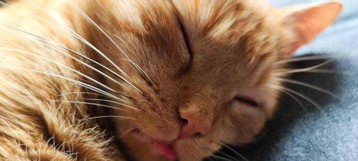 Orangene Katze Schläft genüsslich und hat die Zunge leicht rausgestreckt von Saskia.