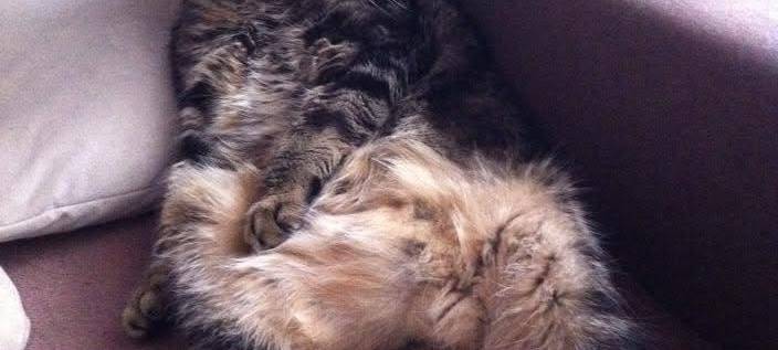 Katze Schorti sitzt relaxed auf der Couch von Susanne.