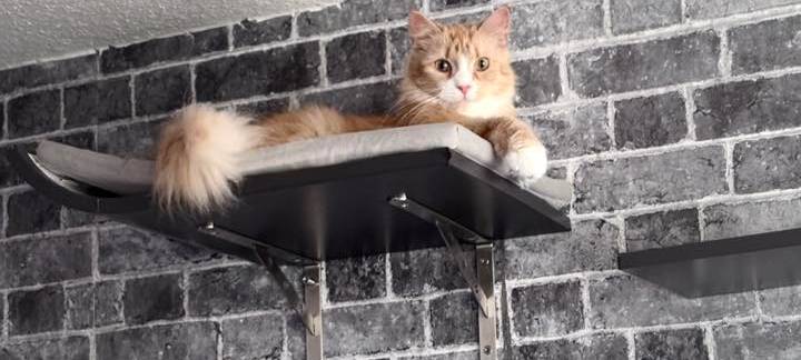 Katze Sheela sitzt auf dem Kletterregal ganz oben von Saskia.