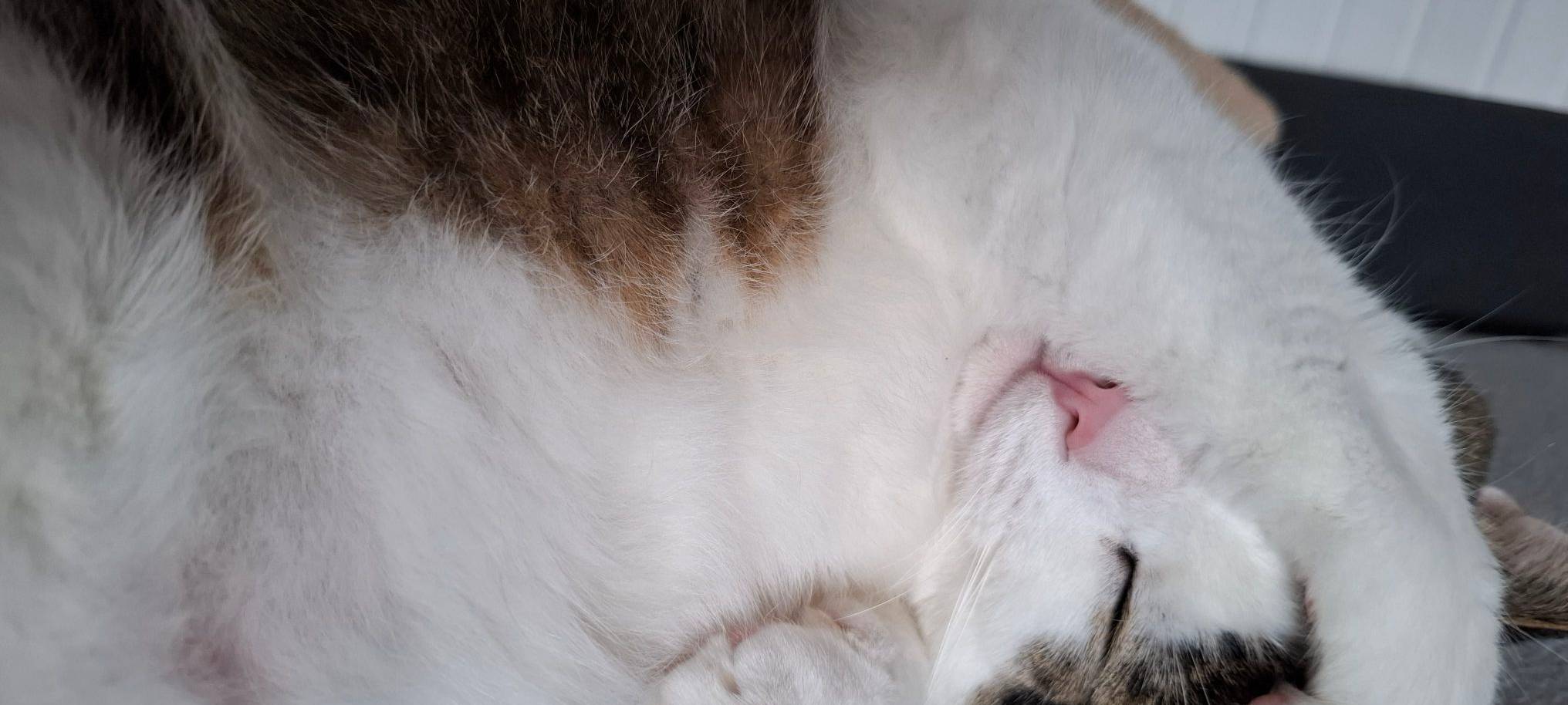 Kater Simba schläft und deckt sich die Augen zu von Mina.