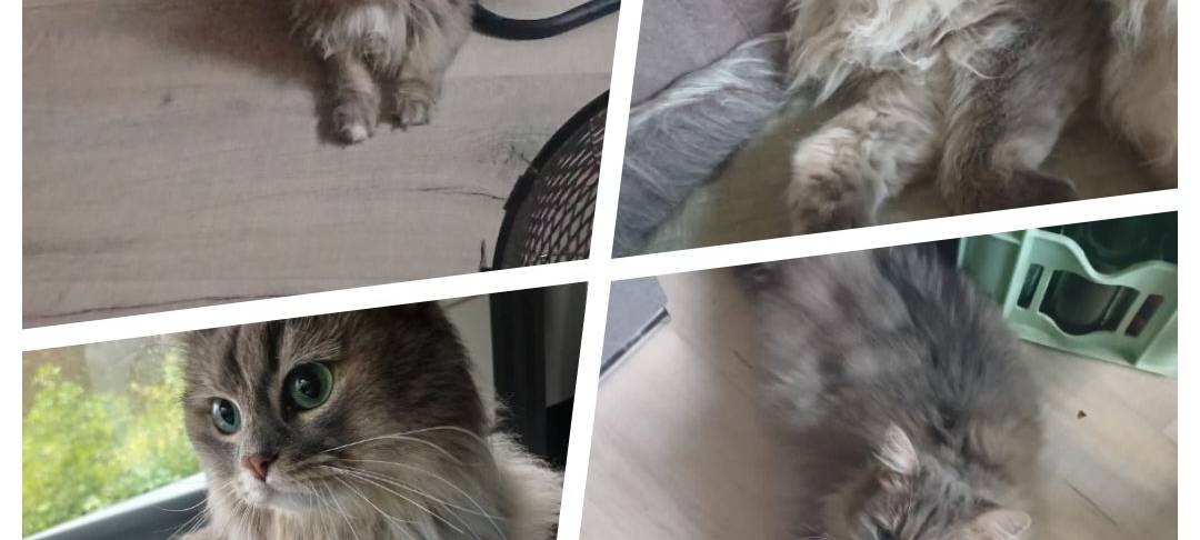 Flauschige Katze Sky von Claudia.