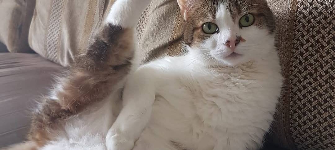 Katze Stella dehnt sich von Michaela.