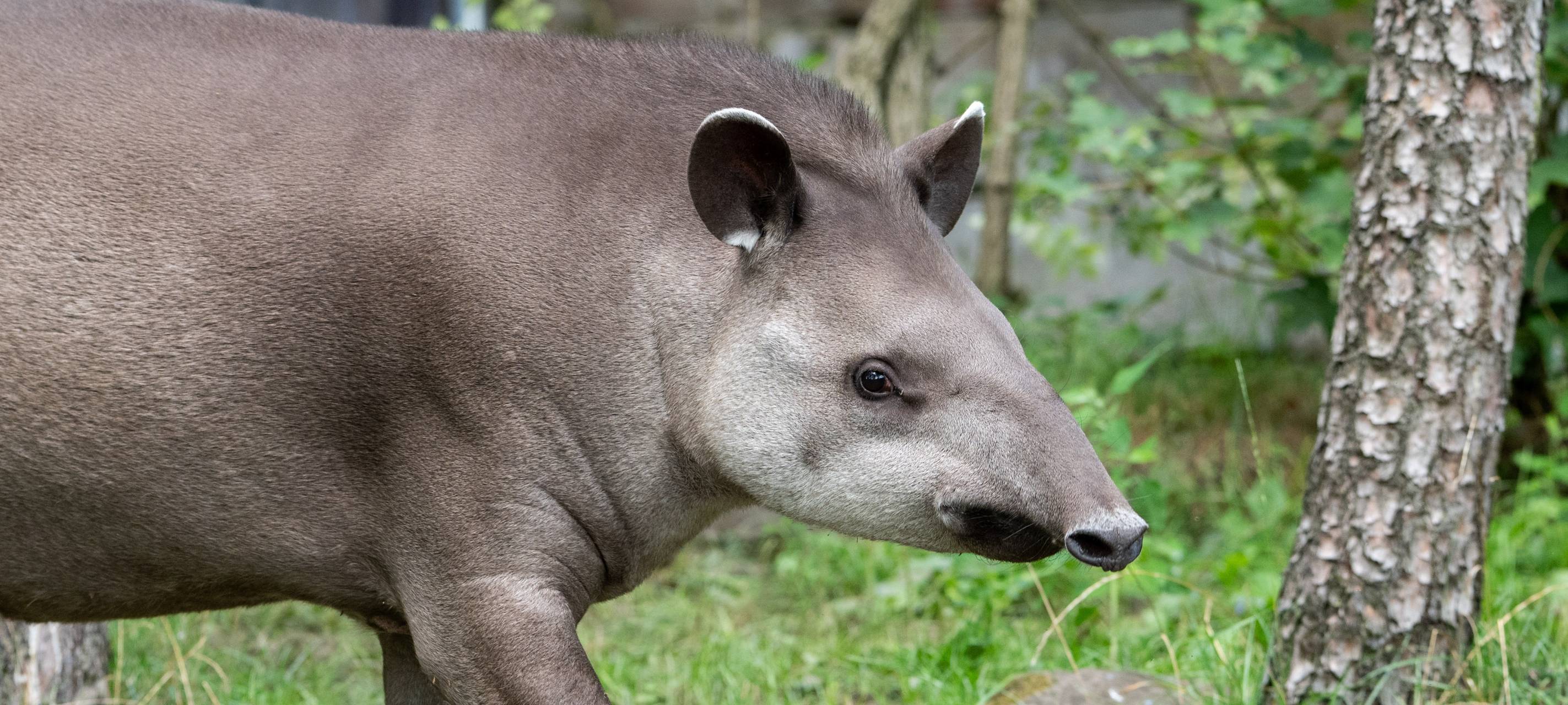 Das neue Tapir-Weibchen im Gehege des Duisburger Zoos