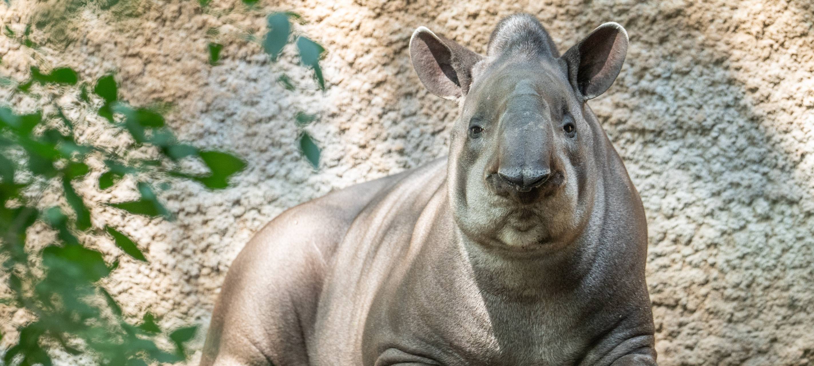 Ein Tapir im renovierten Gehege des Zoos