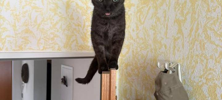 Katze sitzt auf der offenen Tür von Andrea.