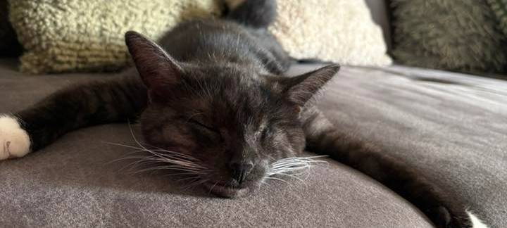 Katze schläft flach auf der Couch von Andrea.