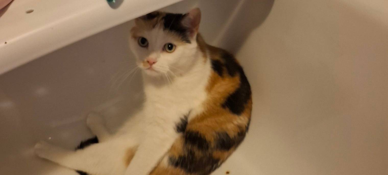 Katze sitzt in der Badewanne von Angelique.