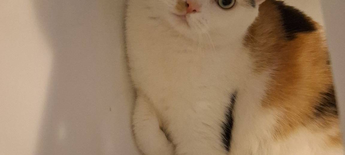 Katze liegt auf dem Bett von Angelique.