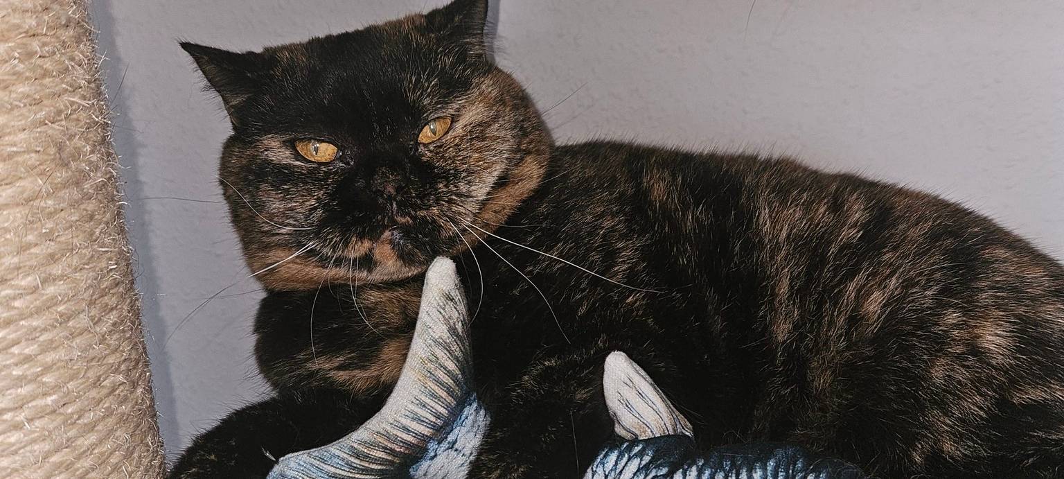 Katze kuschelt mit Fischkissen von Anna.