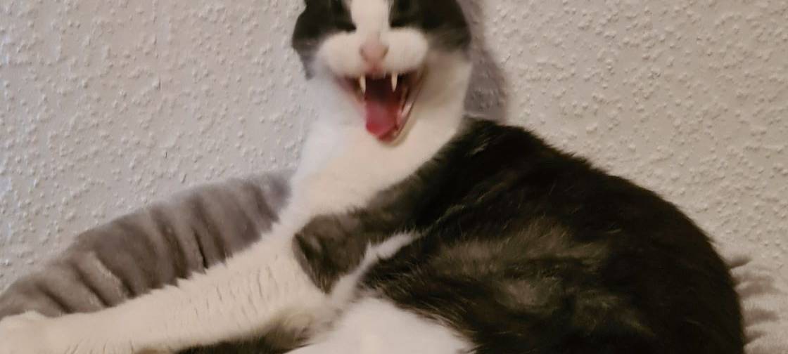 Katze Gähnt im Katzen Körbchen von Annika.