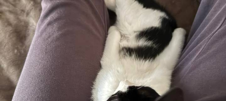 Katze liegt lustig von Beate.