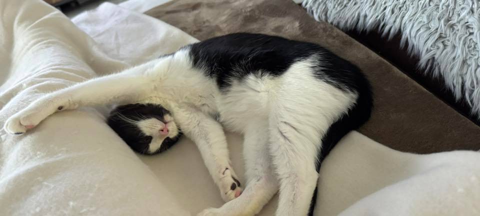 Katze liegt lustig auf einem Bett von Beate.