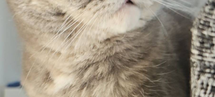 Katze sieht geschockt an der Kamera vorbei von Birgul.