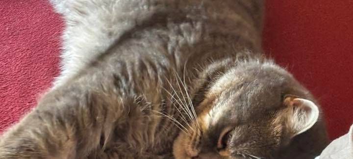 Katze schläft auf dem Bett von Christiane.