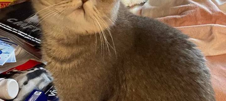 Katze guckt mit aufgerissenen Augen in die Kamera von Christiane.