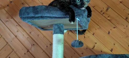 Katze sitzt auf dem Kratzbaum und Spielt von Christiane.