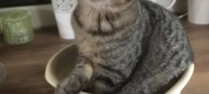 Katze sitzt in einer Rührschüssel von Christina.