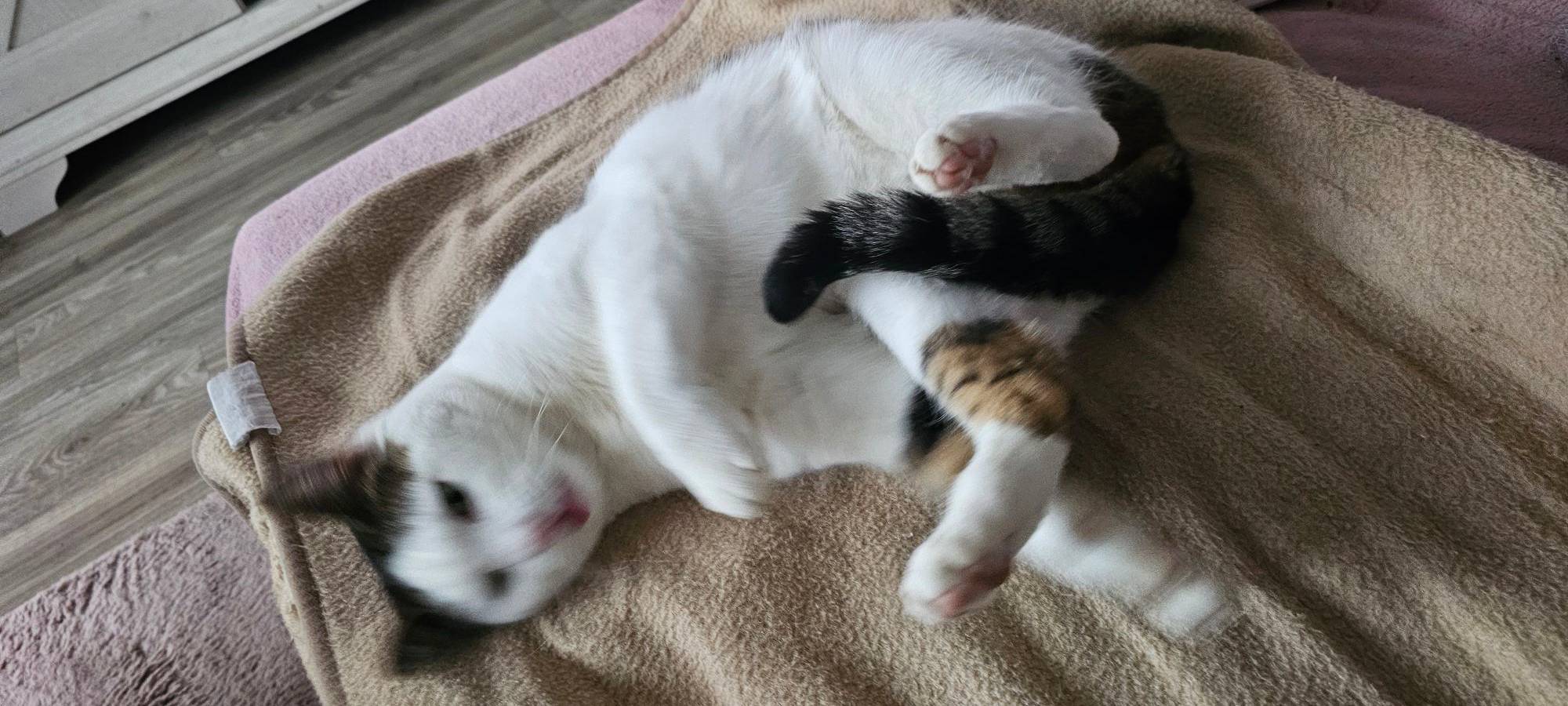 Katze liegt auf der Couch und fällt fast herunter von Claudia.