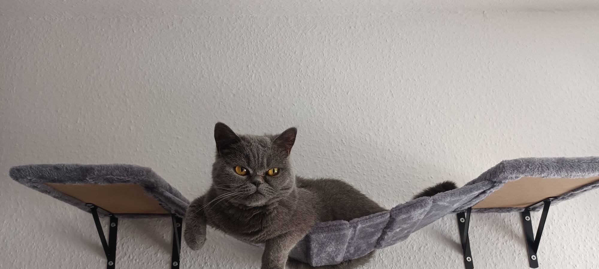 Katze chillt auf Hängematte an der Wand von Dani.