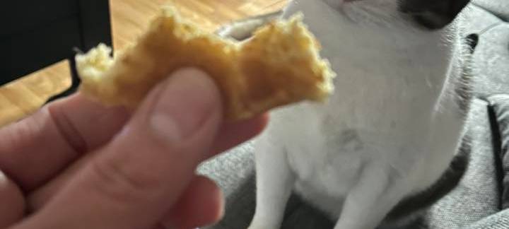 Katze bekommt ein Toast angeboten und guckt dieses verwirrt an von Derya.